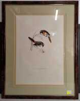 GOULD, JOHN (ELIZABETH)