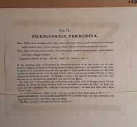 GOULD, JOHN (ELIZABETH) - 2