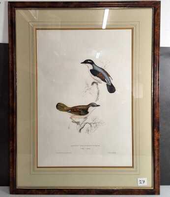 GOULD, JOHN (ELIZABETH GOULD)