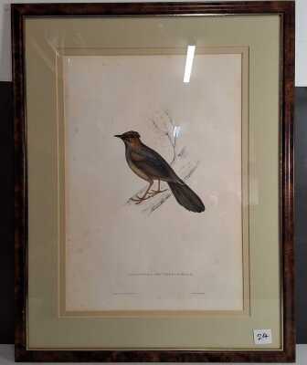 GOULD, JOHN (ELIZABETH)