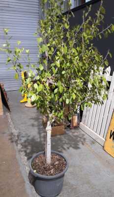 Mature Ficus