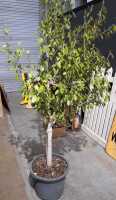 MATURE FICUS
