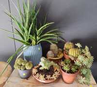 POTTED PLANTS