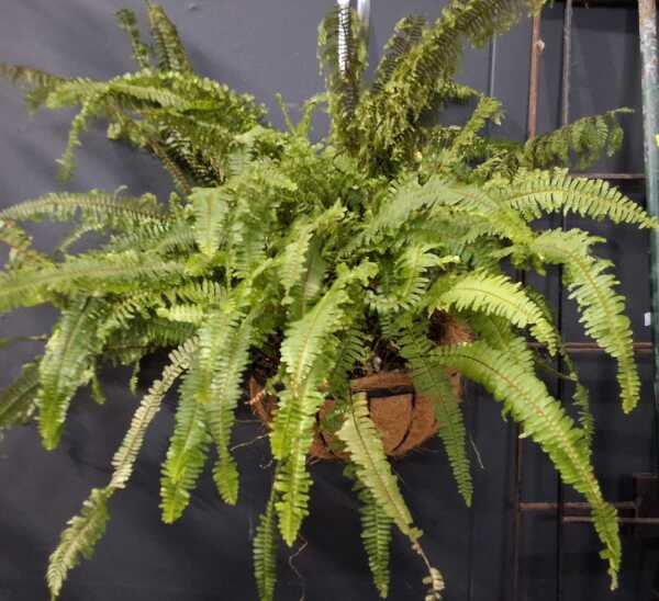 HANGING FERN