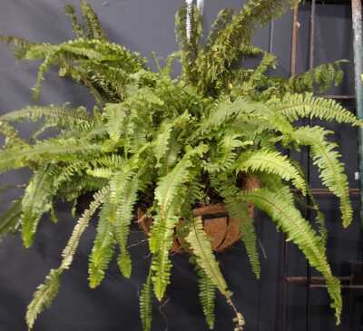 Hanging Fern
