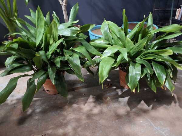POTTED PLANTS