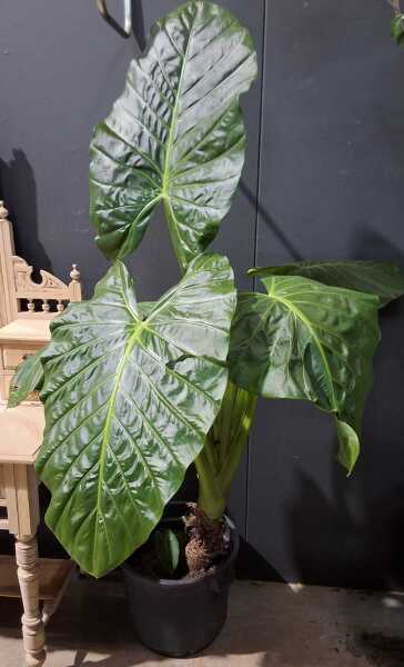 ELEPHANT EAR PALM