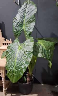 Elephant Ear Palm