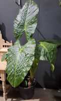 ELEPHANT EAR PALM