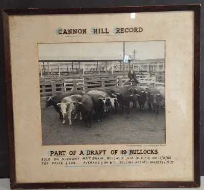 Cattle Audtion Frame