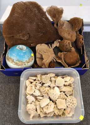 Beachcombers Lot