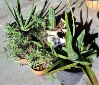 POT PLANTS