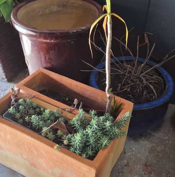GARDEN POT LOT