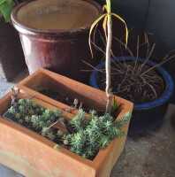 GARDEN POT LOT
