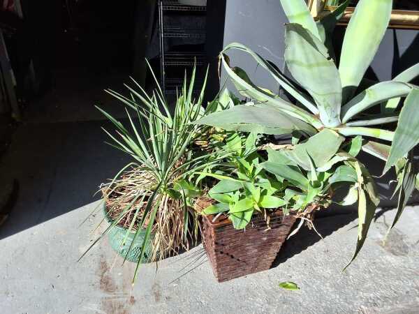 POT PLANTS