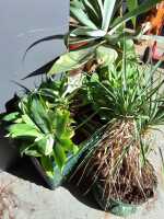 POT PLANTS - 2