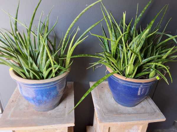 POTTED PLANTS
