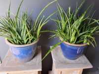 POTTED PLANTS