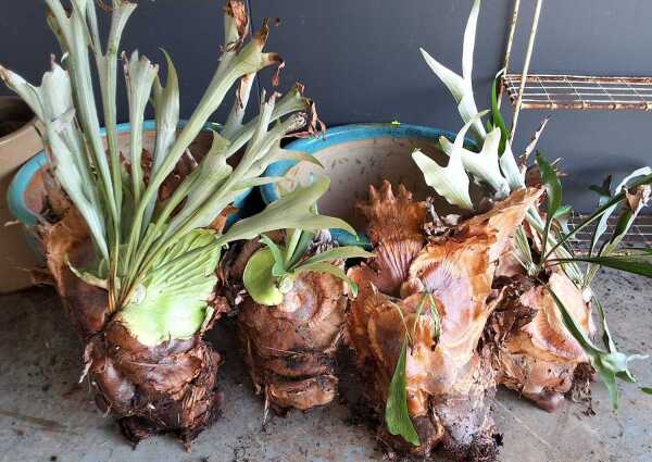 PLANTS