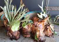 PLANTS
