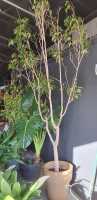MATURE FICUS