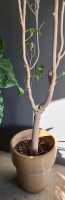 MATURE FICUS - 2