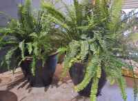 POTTED FERNS