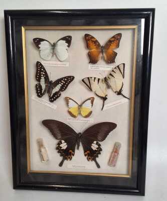 1149 · BUTTERFLIES