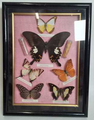 1150 · BUTTERFLIES