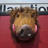 FAUX BOARS HEAD