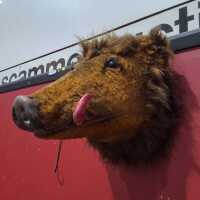 FAUX BOARS HEAD - 2