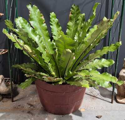 Potted Fern