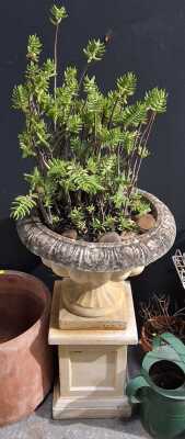 Potted Succulent