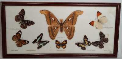 Framed Butterflies