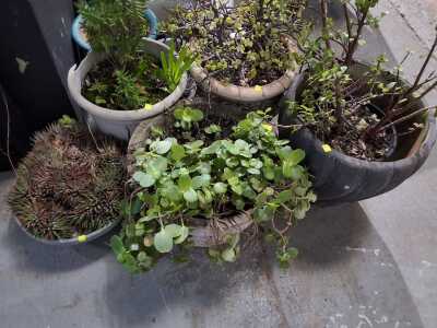 Potted Plants