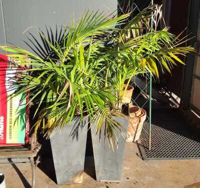 Potted Palms