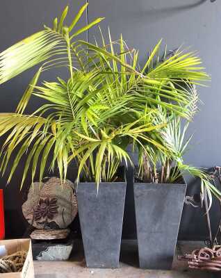 358 · POTTED PALMS