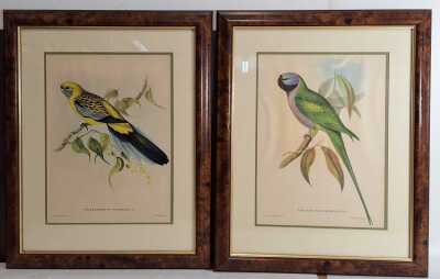 Gould Prints