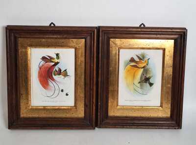 Birds Of Paradise