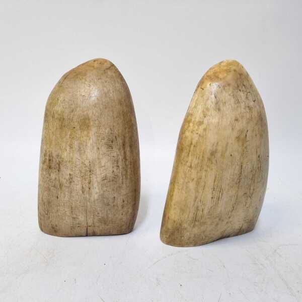 SPERM WHALE TEETH