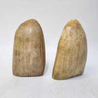 SPERM WHALE TEETH