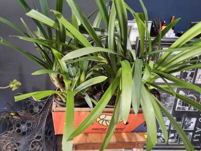 Potted Plants