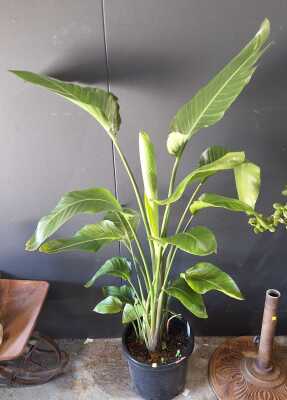 Bird Of Paradise