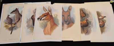 Goulds Kangaroos