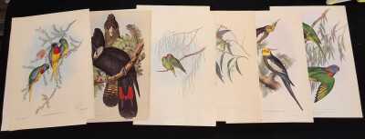 Goulds Parrots