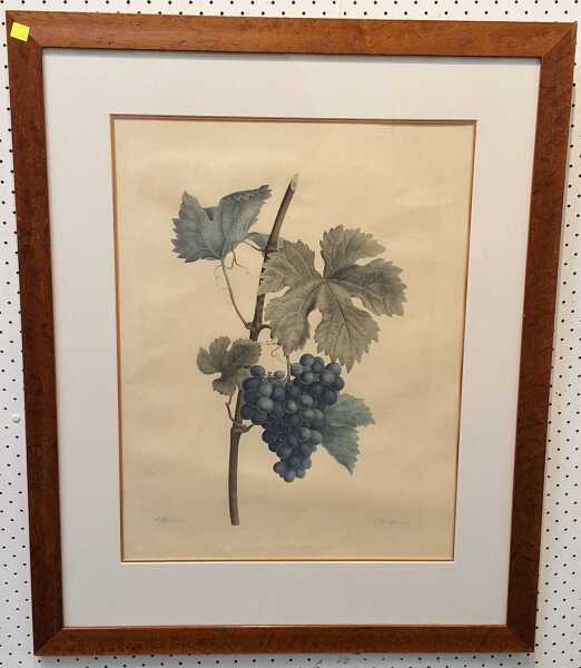 GRAPEVINE PRINT