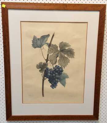 Grapevine Print