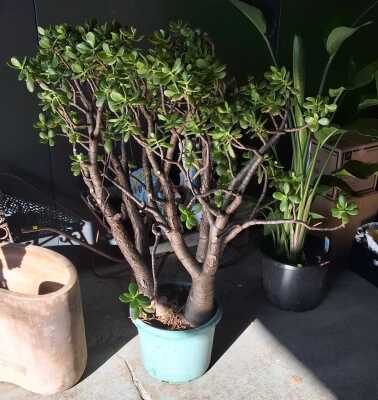 Potted Jade Plant