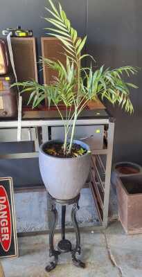 Potted Parlour Palm