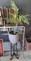 POTTED PARLOUR PALM